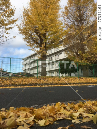 久里浜の団地の庭の黄色に色づいた銀杏と道路の落ち葉 久里浜の団地の庭の黄色に色づいた銀杏と道路の落ち葉 97351161