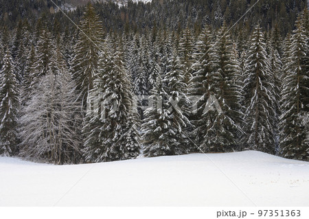snow-covered pine forest snow-covered pine forest 97351363