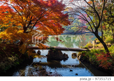 秋の東京　紅葉の六義園　渡月橋 97351715