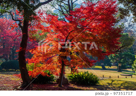秋の東京　紅葉の六義園 97351717