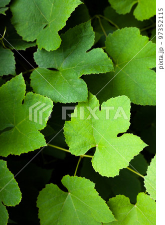 Grapes green leaves and vines. Grapes green leaves and vines. 97352115