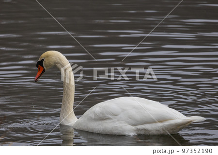 A white swan swimming in the pond 97352190