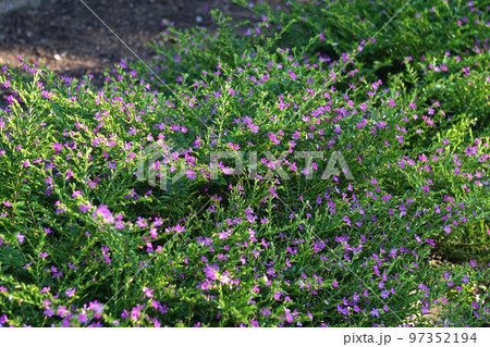 小さい"メキシコハナヤナギ"の花・2022年10月　 97352194