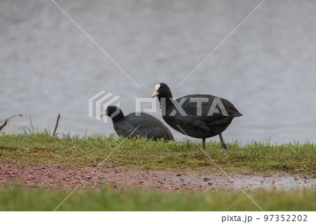 Closeup of water bird Eurasian Coot near the lake Closeup of water bird Eurasian Coot near the lake 97352202