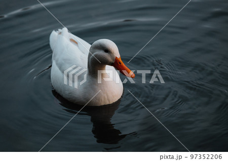 Little White Duck is swimming on the lake Little White Duck is swimming on the lake 97352206