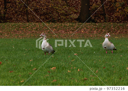 Family of Egyptian geese standing in the park Family of Egyptian geese standing in the park 97352216