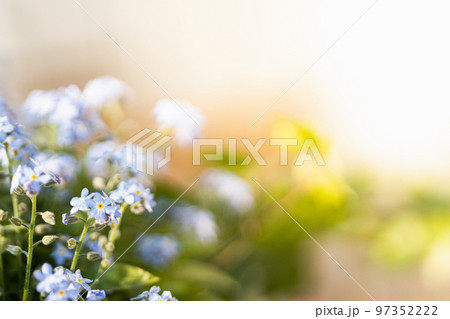Blue forget-me-not flowers blooming under bright warm sun light Blue forget-me-not flowers blooming under bright warm sun light 97352222