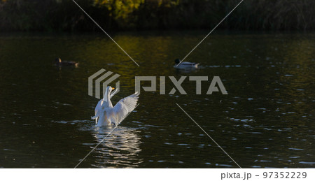 Flapping White Duck on the lake with a yellow beak 97352229