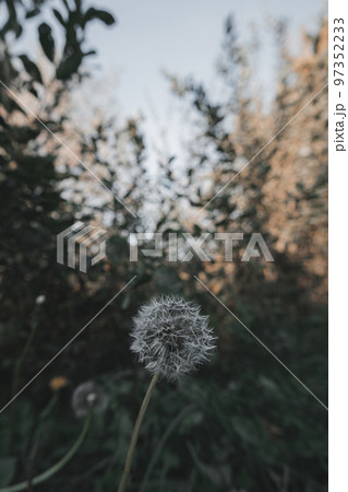 Ripe dandelion in autumn forest with blurred background Ripe dandelion in autumn forest with blurred background 97352233
