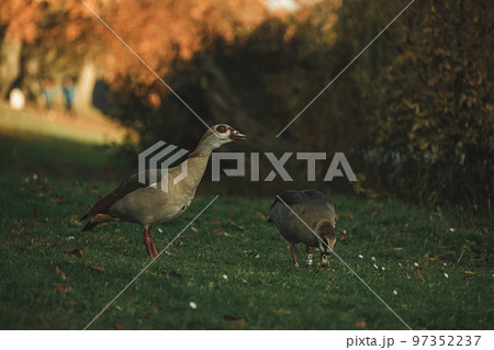 Family of Egyptian geese walking in park Family of Egyptian geese walking in park 97352237