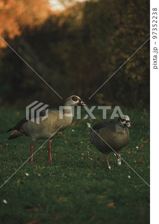 Family of Egyptian geese walking in park Family of Egyptian geese walking in park 97352238