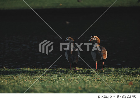 Family of Egyptian geese standing near the lake 97352240