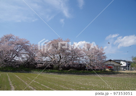 左沢線羽前高松駅 桜満開の駅を通過する左沢線全通100周年記念号 左沢線羽前高松駅 桜満開の駅を通過する左沢線全通100周年記念号 97353051