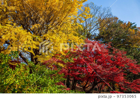 秋の東京　紅葉の六義園 97353065