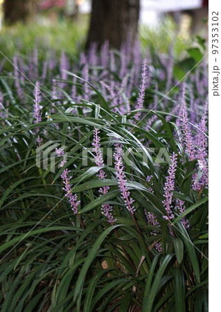 ヤブランの花・2022年10月　 97353102