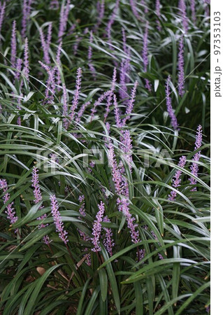 ヤブランの花・2022年10月　 97353103