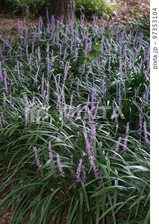 ヤブランの花・2022年10月　 97353104