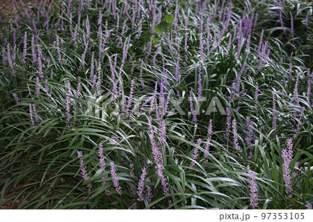 ヤブランの花・2022年10月　 97353105