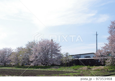 左沢線羽前高松駅 桜満開の駅を通過する左沢線全通100周年記念号 左沢線羽前高松駅 桜満開の駅を通過する左沢線全通100周年記念号 97353468