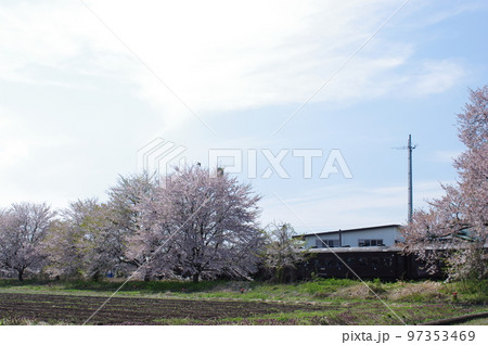 左沢線羽前高松駅 桜満開の駅を通過する左沢線全通100周年記念号 左沢線羽前高松駅 桜満開の駅を通過する左沢線全通100周年記念号 97353469