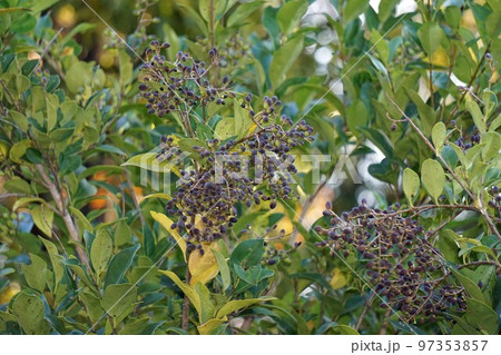 黒くなり始めた”ネズミモチ"の実・2022年11月 黒くなり始めた”ネズミモチ"の実・2022年11月 97353857