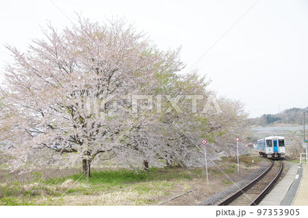 左沢線 桜満開の羽前高松駅に到着するキハ101 97353905
