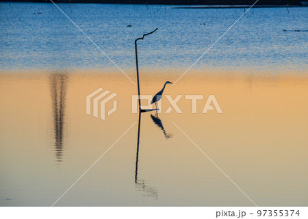エサをねらうサギ 伊佐沼 秋 夕景 埼玉県川越市 エサをねらうサギ 伊佐沼 秋 夕景 埼玉県川越市 97355374
