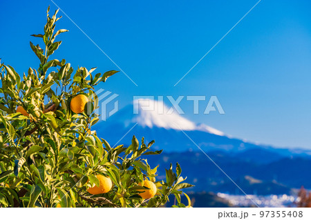 （静岡県）ミカン畑越しに静岡市の街並み　富士山 97355408