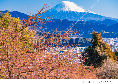 (静岡県)河津桜が咲き始めた、早春の静岡から望む、富士山 (静岡県)河津桜が咲き始めた、早春の静岡から望む、富士山 97355911