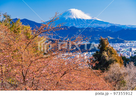 (静岡県)河津桜が咲き始めた、早春の静岡から望む、富士山 (静岡県)河津桜が咲き始めた、早春の静岡から望む、富士山 97355912