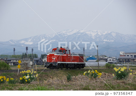 左沢線 羽前長崎付近 スイセンと雪山と単機DE10 1651 左沢線 羽前長崎付近 スイセンと雪山と単機DE10 1651 97356347