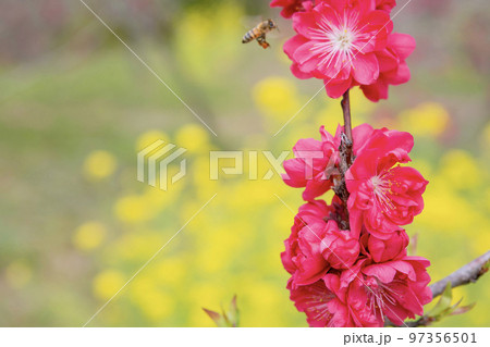紅色の桃の花 紅色の桃の花 97356501