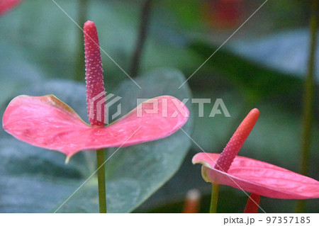 薄紅色の仏炎苞と肉穂花序のアンスリウムの花が並んで綺麗に咲いています 97357185