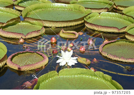 おおきな円形の葉に囲まれて咲いている白色のオオオニバスが綺麗です 97357205