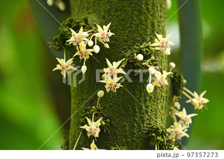 木の幹に直接白色の花をつけている(幹生花)チョコレイトの原料のカカオの花が可愛いです 木の幹に直接白色の花をつけている(幹生花)チョコレイトの原料のカカオの花が可愛いです 97357273