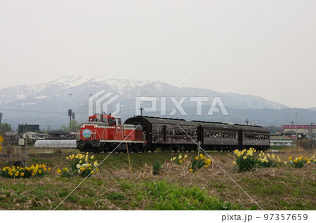 左沢線 羽前長崎付近 スイセンと雪山と左沢線全通100周年記念号 左沢線 羽前長崎付近 スイセンと雪山と左沢線全通100周年記念号 97357659