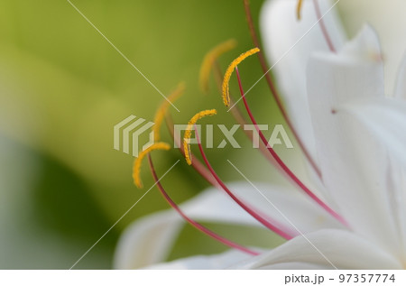 薄緑を背景に白色の花から伸びる赤い花糸に黄色いヤクが綺麗なクリナムの花 薄緑を背景に白色の花から伸びる赤い花糸に黄色いヤクが綺麗なクリナムの花 97357774