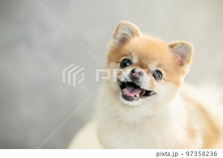ポメラニアン 可愛い犬の写真素材 ポメラニアン 可愛い犬の写真素材 97358236