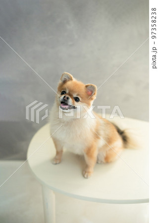 ポメラニアン　可愛い犬の写真素材 97358238