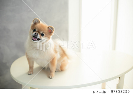 ポメラニアン　可愛い犬の写真素材 97358239