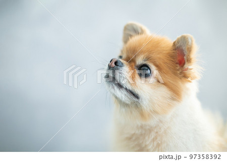ポメラニアン　可愛い犬の写真素材 97358392