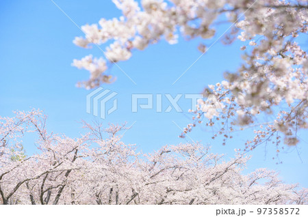満開のソメイヨシノの並木と青空 97358572
