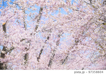桜満開 満開の桜（ソメイヨシノ）の写真素材 [97358604] - PIXTA