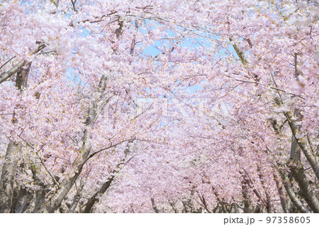 満開の桜（ソメイヨシノ） 97358605