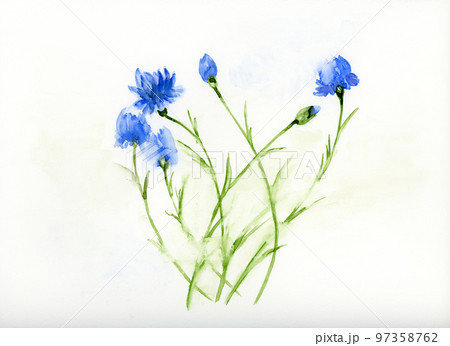 blue flowers, bluebottle, bluet, cornflowers, watercolor, 97358762