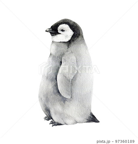 Baby penguin watercolor illustration. Hand drawn realistic cute fluffy emperor penguin nestling. Aptenodytes forsteri Antarctica avian. Baby penguin isolated on white background 97360189