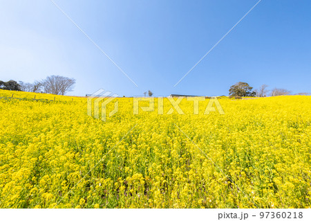 マザー牧場　満開の菜の花畑 97360218