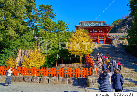 秋の神奈川県鎌倉市 鶴岡八幡宮(本宮,大石段,銀杏) 97361632