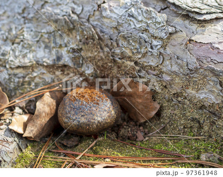松の根元の偽松露 松の根元の偽松露 97361948