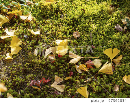 苔の庭に落ちた銀杏の葉 苔の庭に落ちた銀杏の葉 97362054